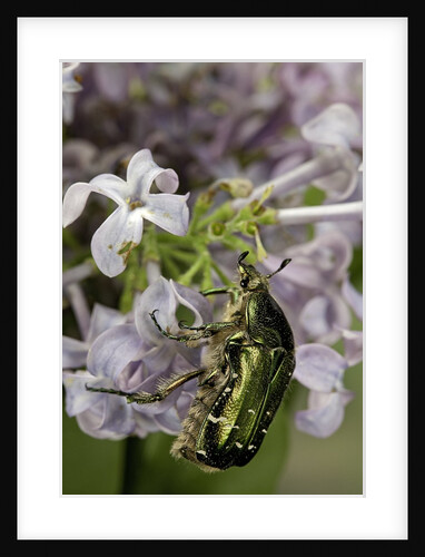 Cetonia aurata (rose chafer) by Anonymous