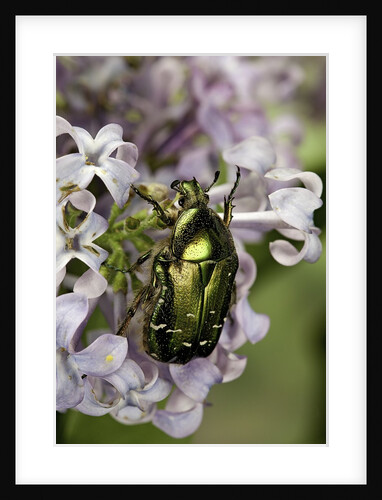 Cetonia aurata (rose chafer) by Anonymous