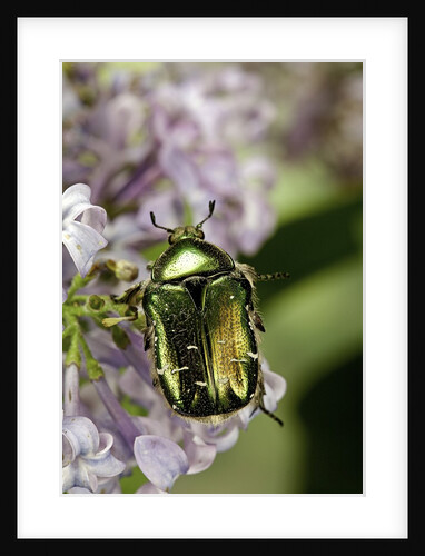 Cetonia aurata (rose chafer) by Anonymous
