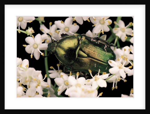 Cetonia aurata (rose chafer) by Anonymous