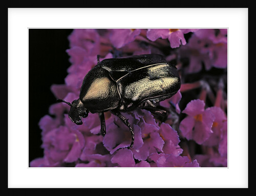Cetonia cuprea (flower beetle) by Anonymous