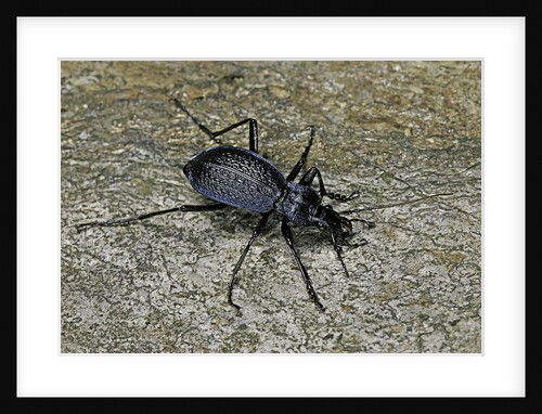 Carabus intricatus (blue ground beetle) by Anonymous
