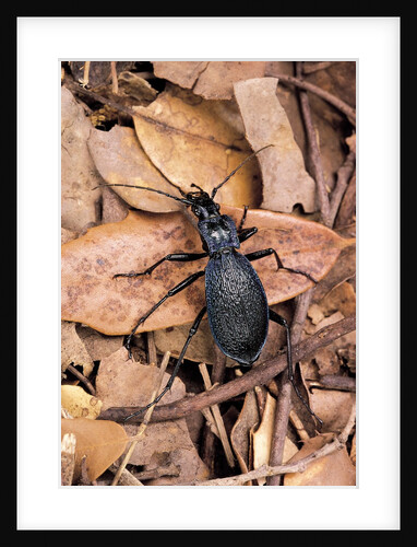 Carabus intricatus (blue ground beetle) by Anonymous