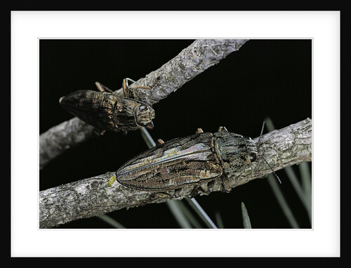 Chalcophora mariana (flatheaded pine borer ) by Anonymous