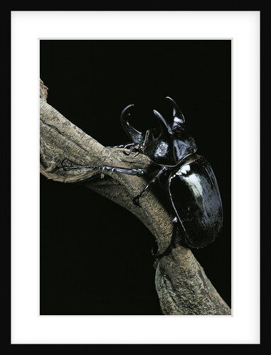 Chalcosoma atlas (atlas beetle) by Anonymous