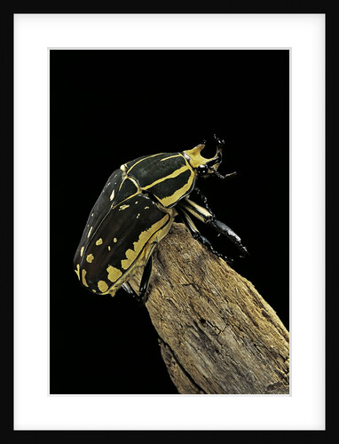 Chelorrhina polyphemus (flower beetle) by Anonymous