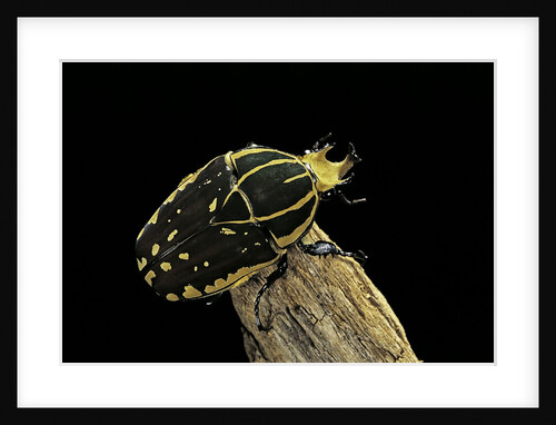 Chelorrhina polyphemus (flower beetle) by Anonymous
