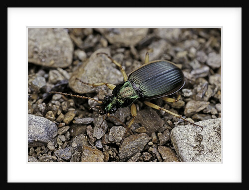 Chlaeniellus vestitus (ground beetle) by Anonymous