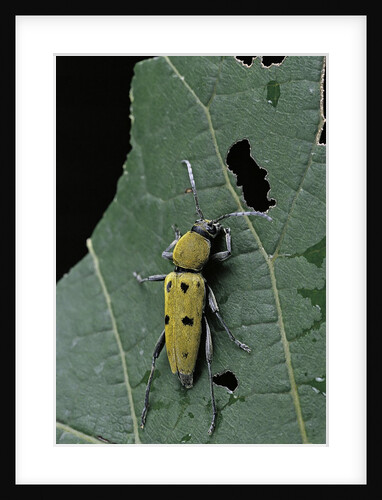 Chlorophorus glaucus (longhorn beetle) by Anonymous