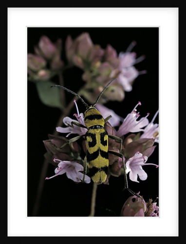 Chlorophorus varius (longhorn beetle) by Anonymous