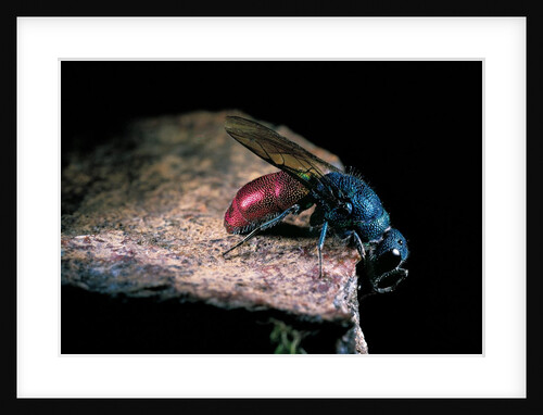 Chrysis ignita (common cuckoo wasp) by Anonymous