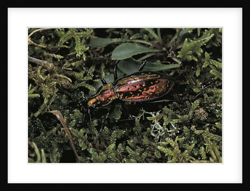 Carabus rutilans (ground beetle) by Anonymous
