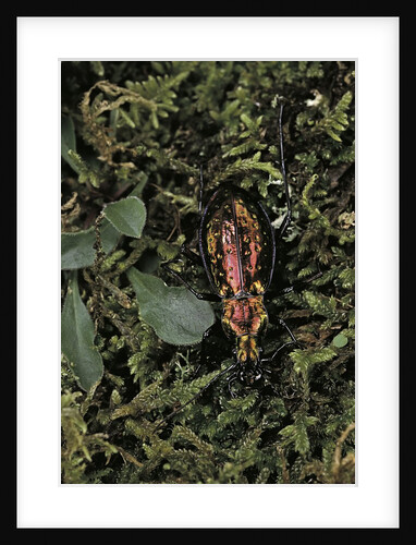 Carabus rutilans (ground beetle) by Anonymous