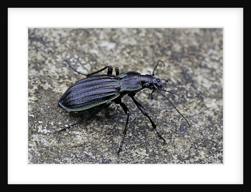 Carabus solieri altamontanus (ground beetle) by Anonymous