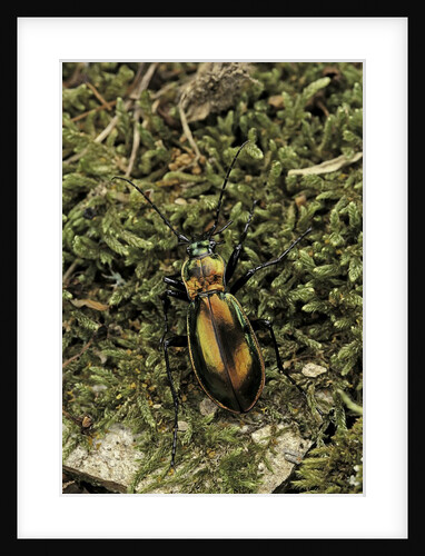 Carabus splendens lapurdanus (ground beetle) by Anonymous
