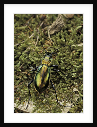 Carabus splendens lapurdanus (ground beetle) by Anonymous