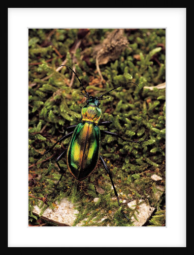 Carabus splendens lapurdanus (ground beetle) by Anonymous