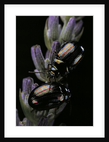 Chrysolina americana (rosemary beetle) by Anonymous