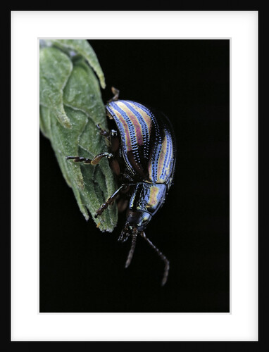 Chrysolina cerealis (rainbow leaf beetle) by Anonymous