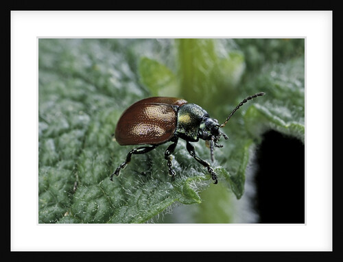 Chrysolina polita (leaf beetle) by Anonymous