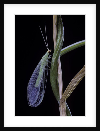 Chrysopa carnea (green lacewing) by Anonymous