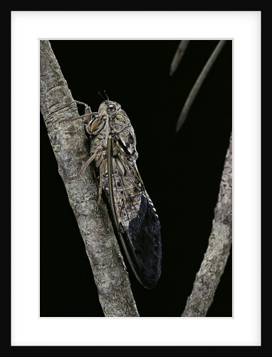 Cicada orni by Anonymous