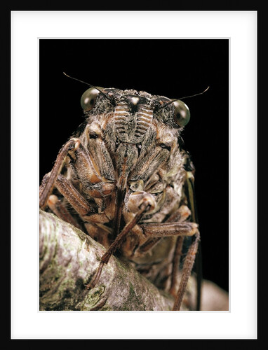 Cicada orni by Anonymous
