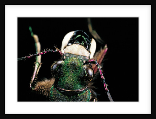Cicindela campestris (green tiger beetle) by Anonymous