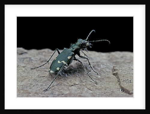 Cicindela gallica (tiger beetle) by Anonymous