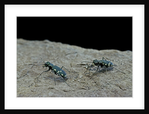Cicindela gallica (tiger beetle) by Anonymous
