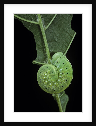 Cimbex femoratus (birch sawfly) - larva (false caterpillar) by Anonymous