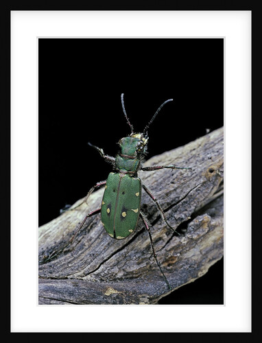 Cicindela campestris (green tiger beetle) by Anonymous
