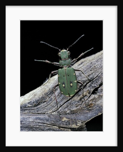 Cicindela campestris (green tiger beetle) by Anonymous