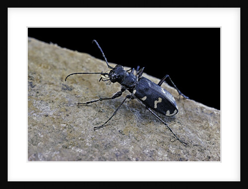 Cicindela hybrida (northern dune tiger beetle) by Anonymous