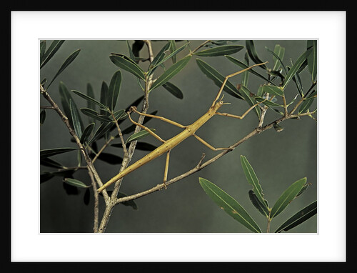 Clonopsis gallica (french stick insect) by Anonymous