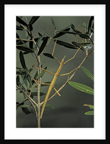 Clonopsis gallica (french stick insect) by Anonymous