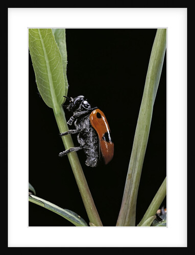 Clytra quadripunctata (leaf beetle) by Anonymous