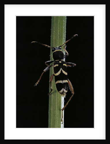 Clytus arietis (wasp beetle) by Anonymous