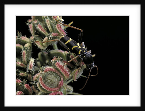 Clytus lama (longhorn beetle) by Anonymous