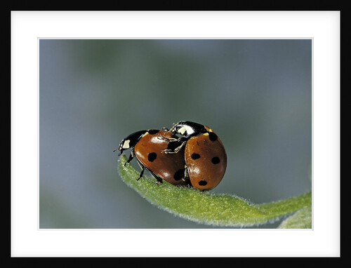 Coccinella septempunctata (sevenspotted lady beetle) - mating by Anonymous