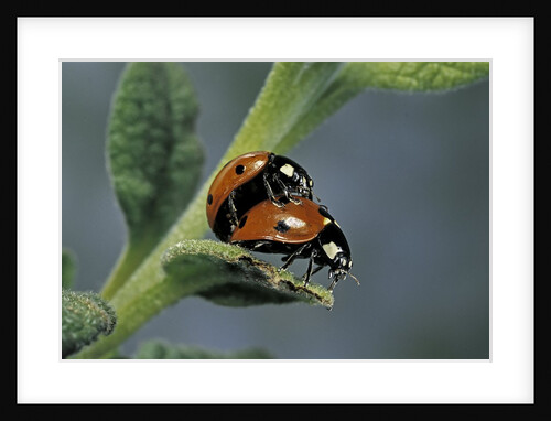 Coccinella septempunctata (sevenspotted lady beetle) - mating by Anonymous