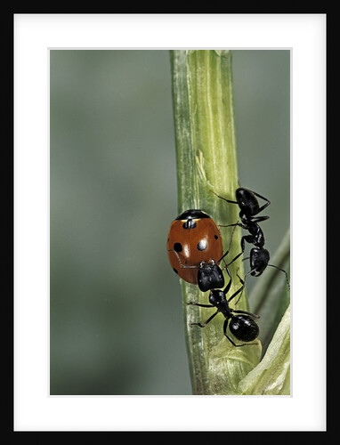 Coccinella septempunctata (sevenspotted lady beetle) - with ant by Anonymous