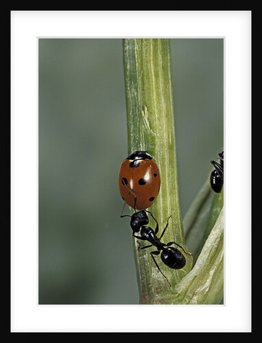 Coccinella septempunctata (sevenspotted lady beetle) - with ant by Anonymous