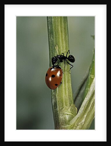 Coccinella septempunctata (sevenspotted lady beetle) - with ant by Anonymous