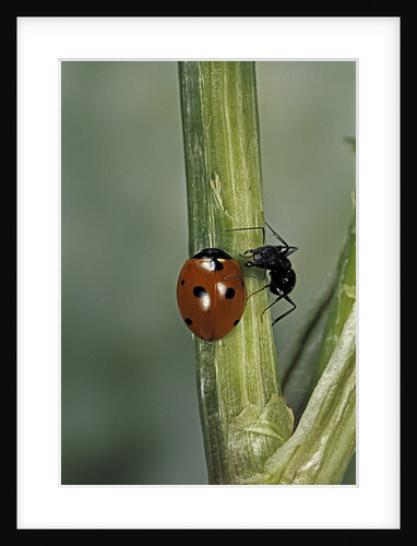 Coccinella septempunctata (sevenspotted lady beetle) - with ant by Anonymous