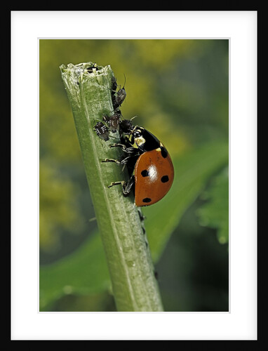 Coccinella septempunctata (sevenspotted lady beetle) - devouring aphids by Anonymous