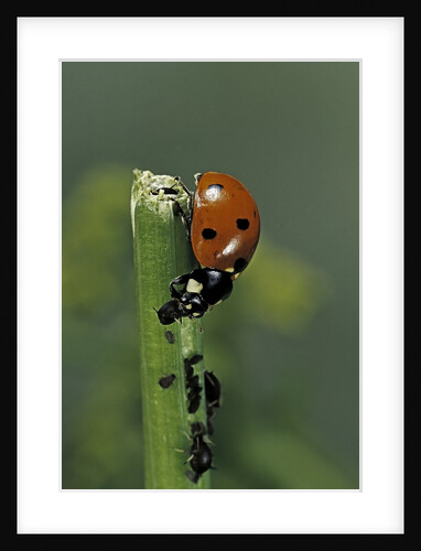 Coccinella septempunctata (sevenspotted lady beetle) - devouring aphids by Anonymous
