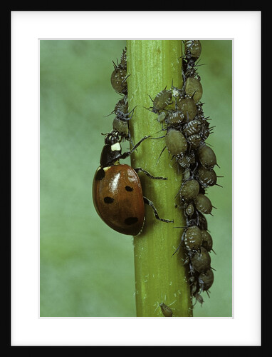 Coccinella septempunctata (sevenspotted lady beetle) - devouring aphids by Anonymous