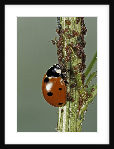 Coccinella septempunctata (sevenspotted lady beetle) - devouring aphids by Anonymous