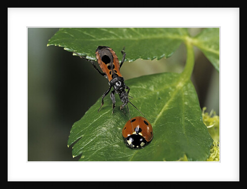 Coccinella septempunctata (sevenspotted lady beetle) - with assassin bug by Anonymous